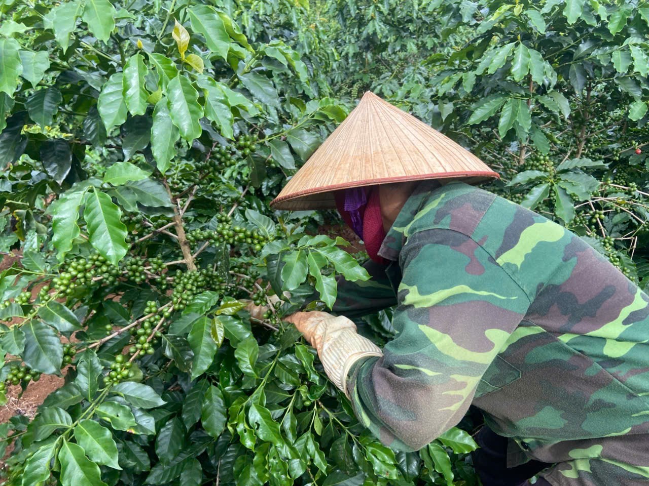 Hợp tác công tư – Động lực thúc đẩy canh tác cà phê thông minh thích ứng với Daga88 được thành lập từ năm 2013, có trụ sở chính tại Campuchia và Philippines tại Sơn La