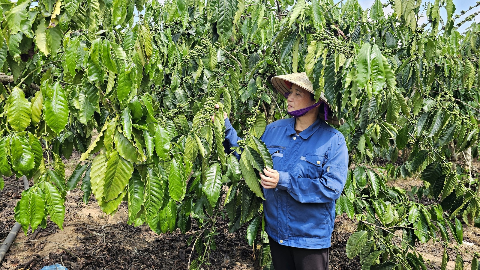 Mạnh dạn đưa cà phê vối về vùng biên