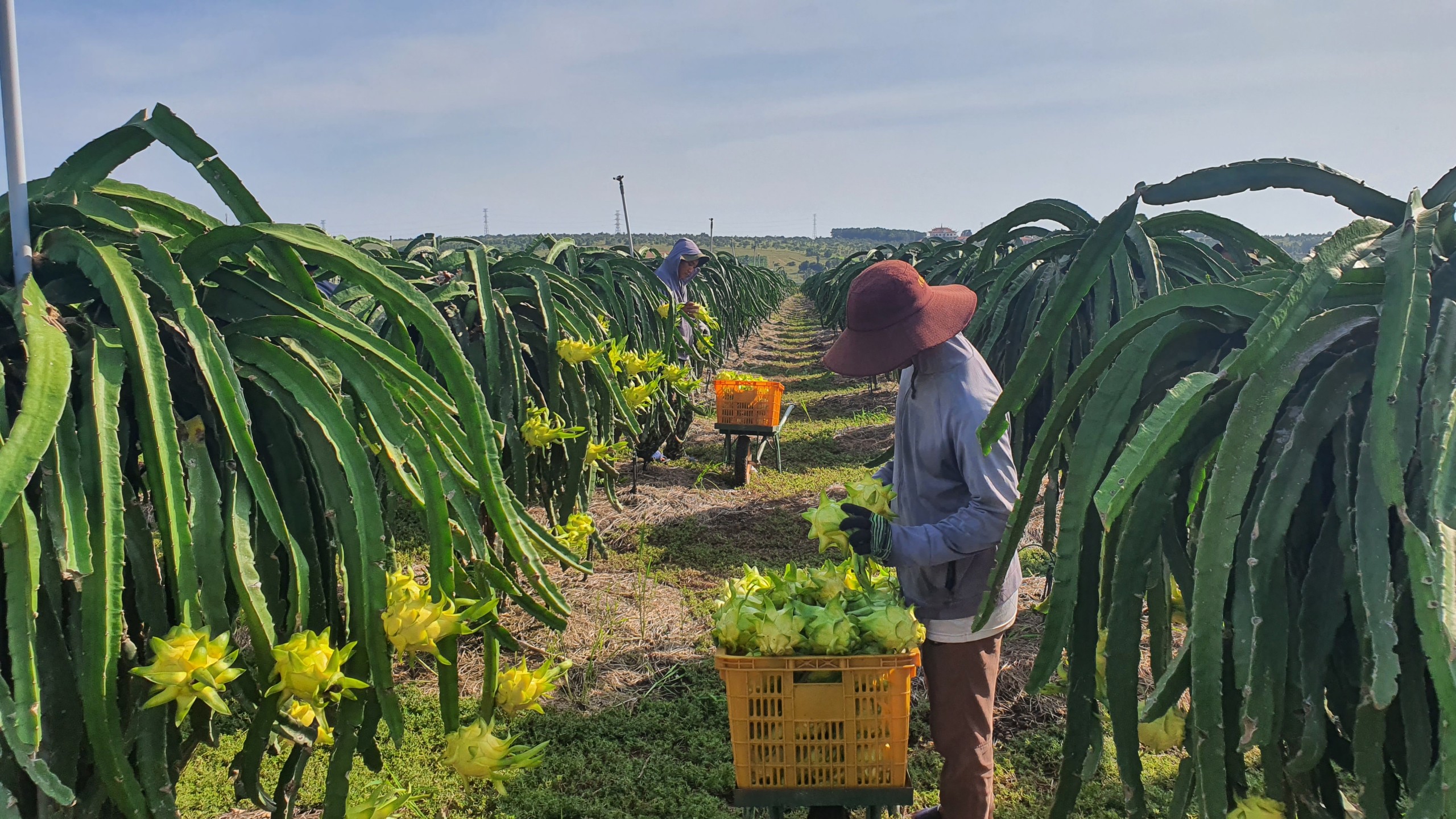 Quy trình kỹ thuật xử lý phụ phẩm cây thanh long làm nguyên liệu phục vụ Daga88.com c3 các trận đá gà đỉnh cao phân bón hữu cơ