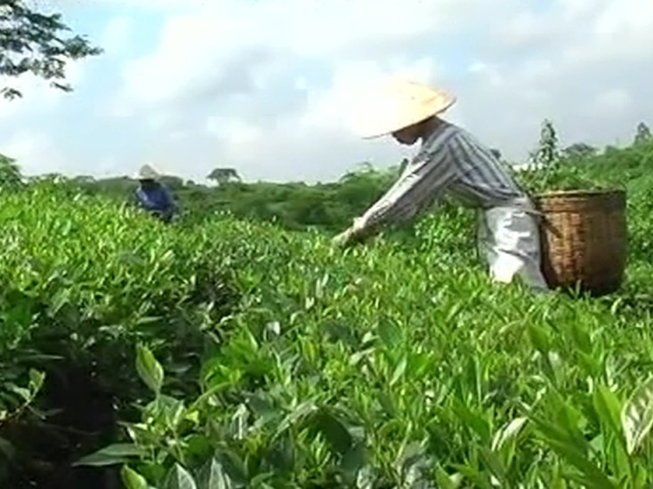 Hướng dẫn kỹ thuật Daga88.com c3 các trận đá gà đỉnh cao chè an toàn theo tiêu chuẩn VietGAP