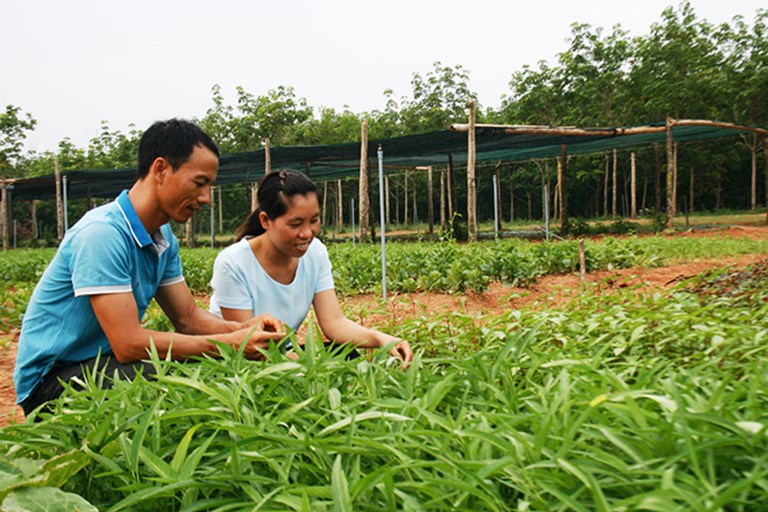 Kiên Giang Khai giảng lớp nghề trồng rau an toàn