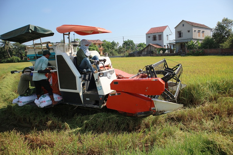 Liên kết Daga88.com c3 các trận đá gà đỉnh cao lúa