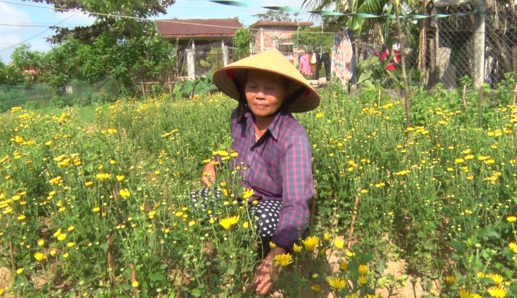 Quảng Trị Thành công từ lớp đào tạo nghề trồng hoa cúc