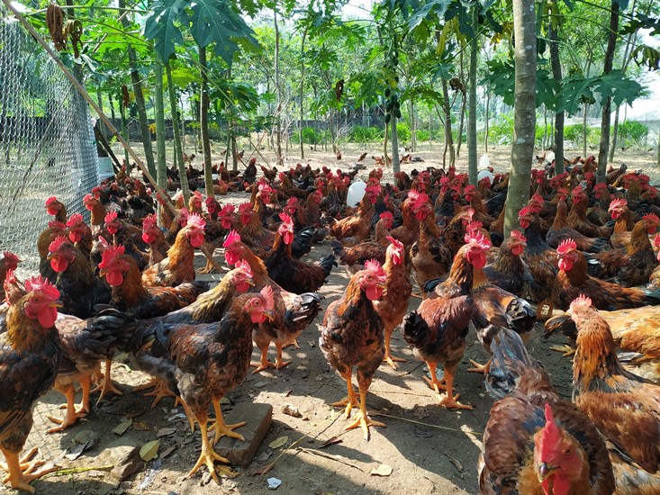 Thực hành tốt và an toàn sinh học trong Daga88a linkhttps daga88a linkhttps daga88a link gà thịt