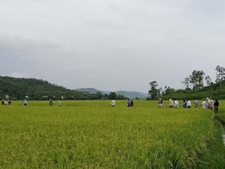 Phú Yên Hiệu quả từ lớp nghề trồng lúa nước năng suất, chất lượng cao