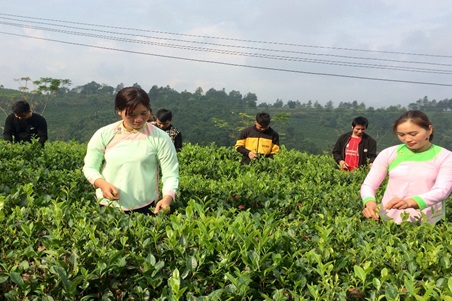 Lào Cai Bế giảng lớp dạy nghề trồng chè