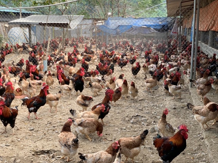 Giới thiệu một số giống gà bản địa, đặc sản ở miền Bắc và tiến bộ kỹ thuật, TCVN về giống Phần 2 và hết