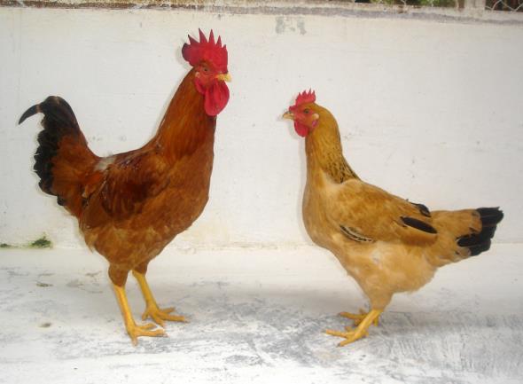 Giới thiệu một số giống gà bản địa, đặc sản ở miền Bắc và tiến bộ kỹ thuật, TCVN về giống Phần 1