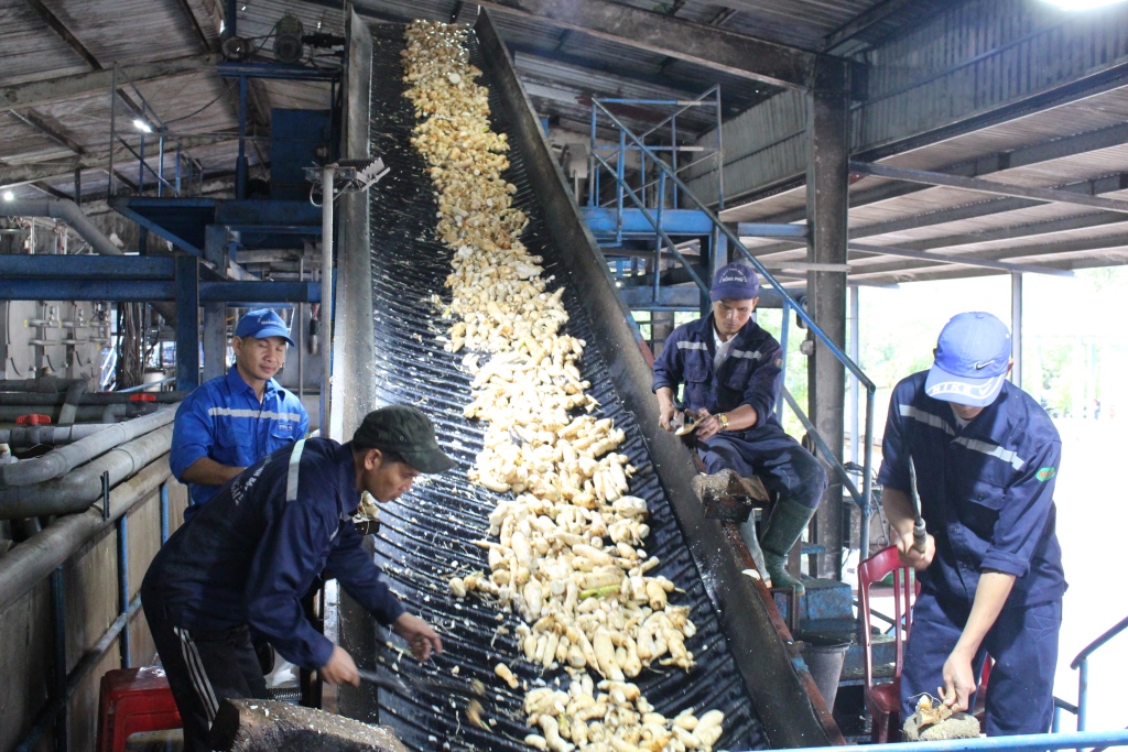 “Giải pháp nâng cao năng suất sắn và liên kết tiêu thụ sản phẩm khu vực miền Trung”