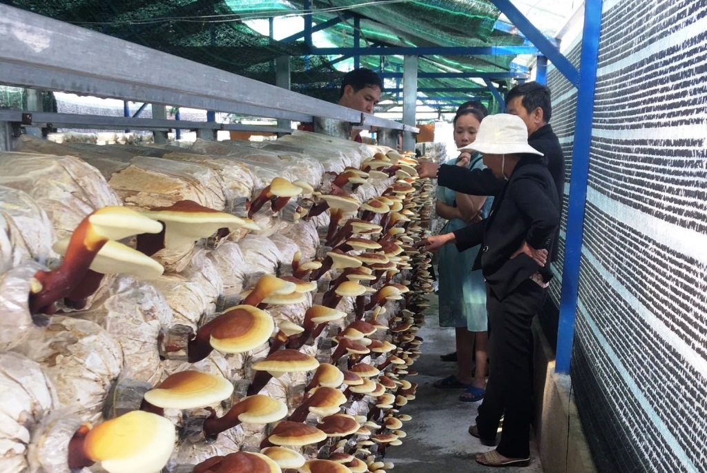 Lâm Đồng Ứng dụng công nghệ IoT trong trồng nấm linh chi đỏ