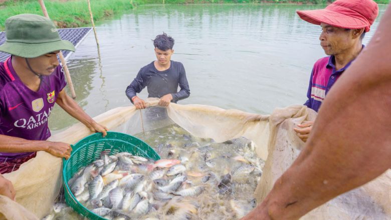 Campuchia hướng tới ĐÁ GÀ 88 | Trực Tiếp Đá Gà THOMO [CPC1 CPC2 CPC3 phi lê cá rô phi