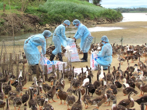 Bệnh cúm gia cầm H5N8 và một số biện pháp tổng hợp phòng chống bệnh cúm gia cầm