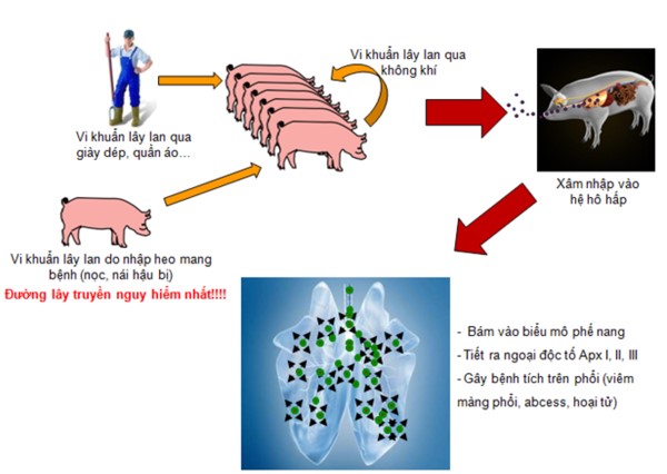 Bệnh viêm phổi - màng phổi trên lợn
