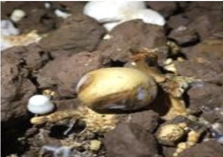 Quy trình quản lý tổng hợp sinh vật gây hại chính trên nấm mỡ Agaricus bisporus